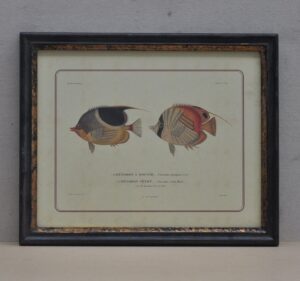 2 Fish Pic Frame RB/G