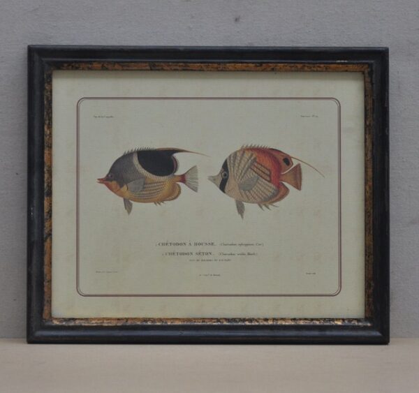 2 Fish Pic Frame RB/G