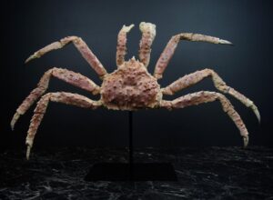 King crab