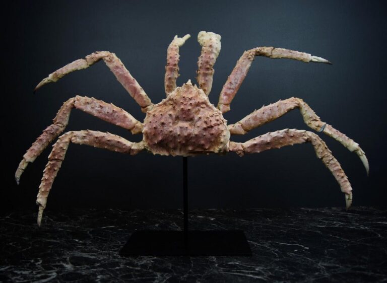 King crab