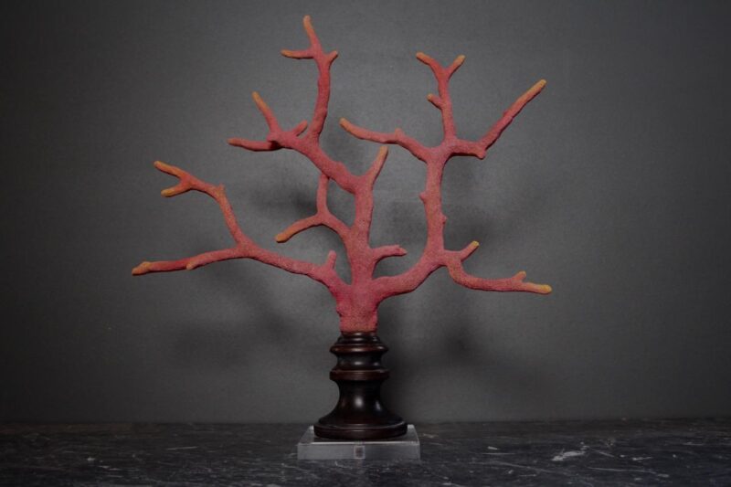 Resin Coral w Acrylic Base