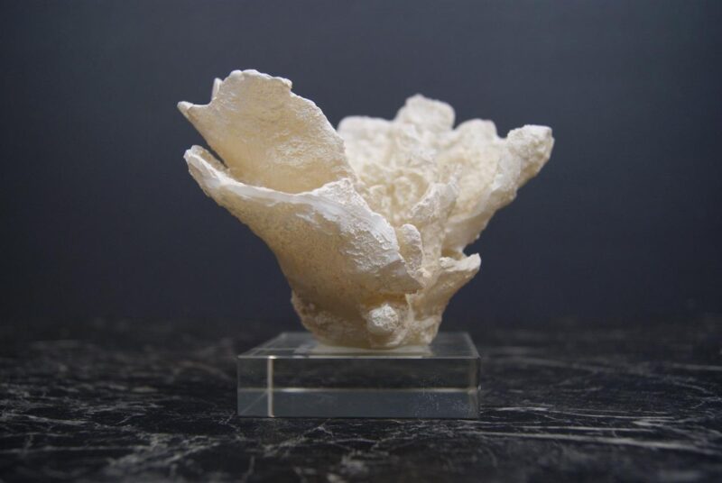 Resin coral w  base