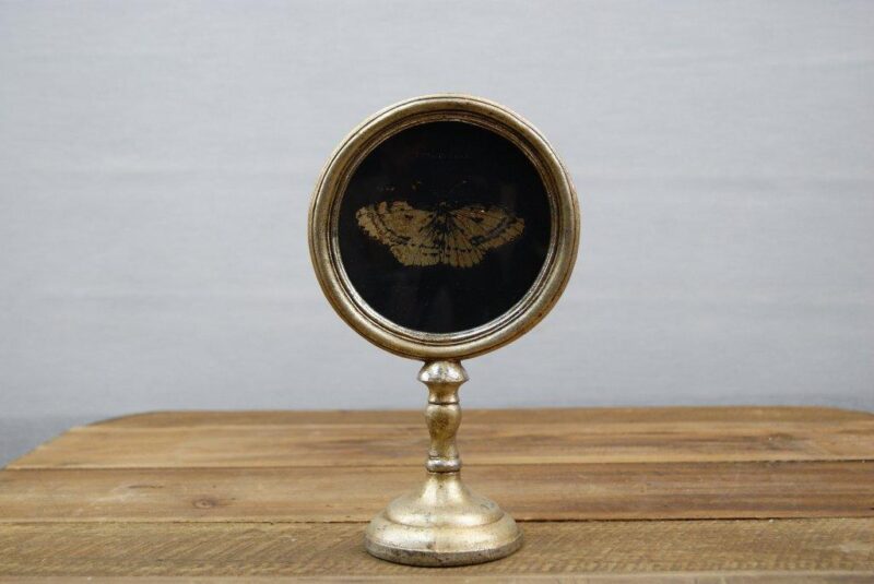 Frame W/ Insect