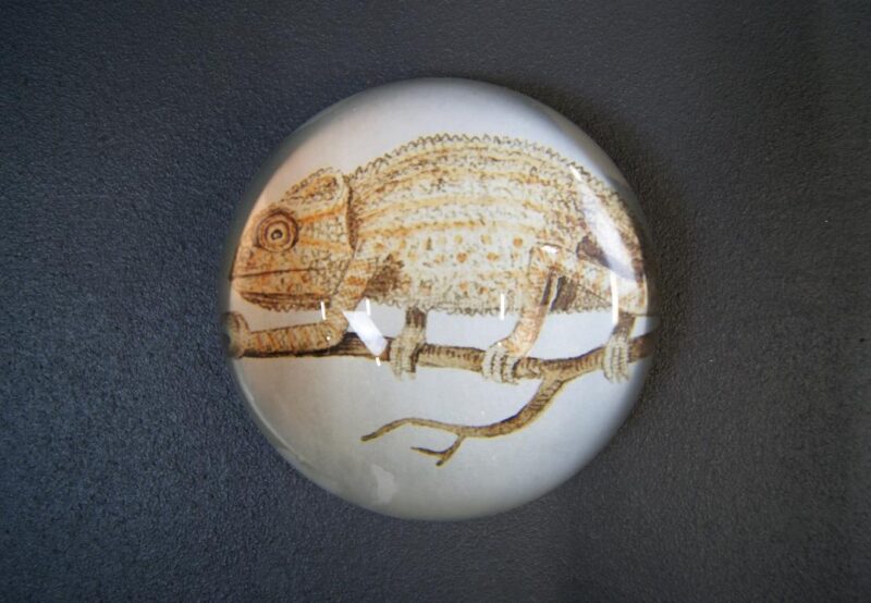 Paperweight chamelion