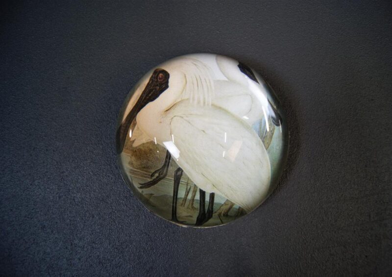 Paperweight Spoonbill