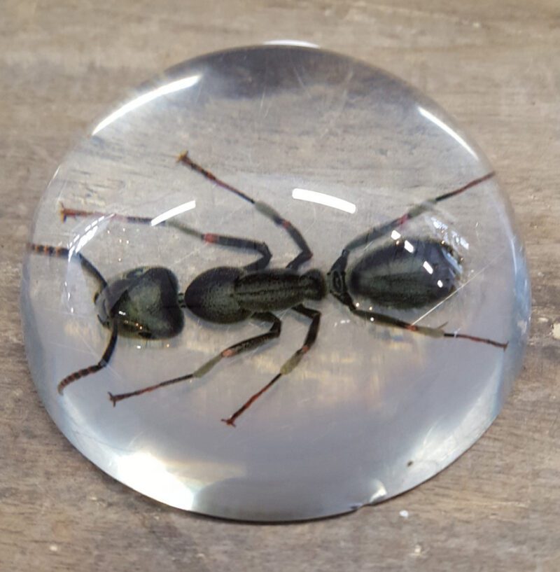 Ant Paperweight