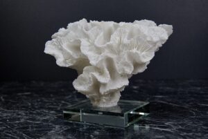 Coral Table Piece w/ Crystal Base
