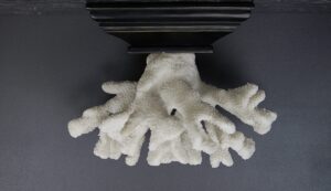 Resin Coral Shelf