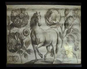 Horse 100x70