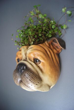 BULLDOG PLNTR OC