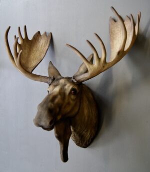 Moose head on wall