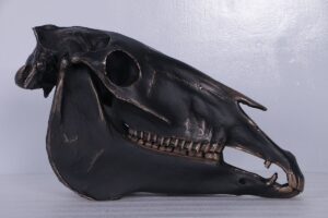 Horse skull IB