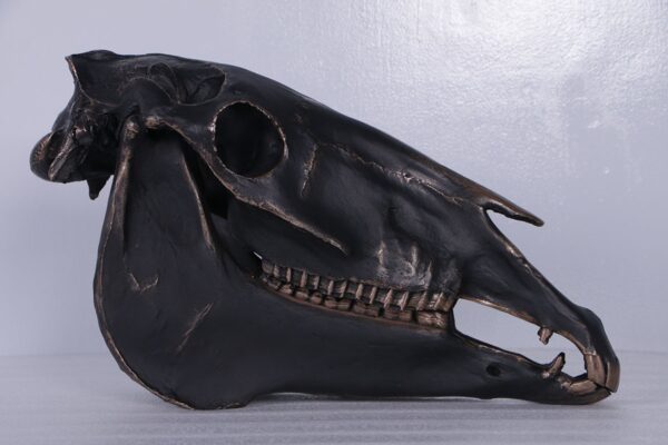 Horse skull IB