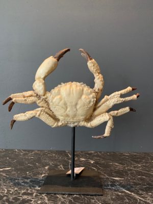 Crab Tabletop White Latex