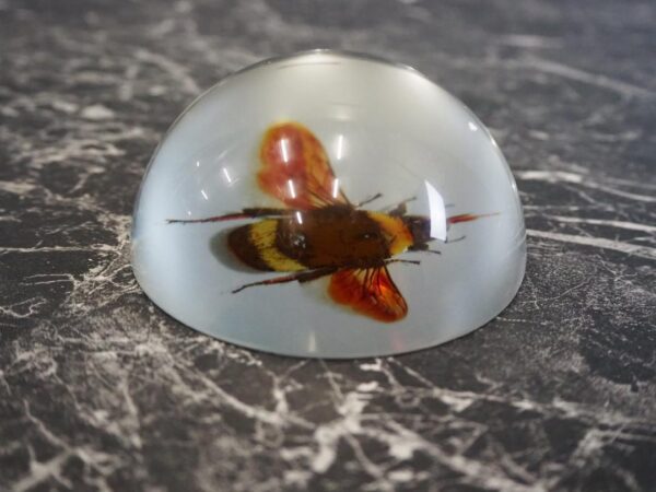 Bee Paperweight - Image 2