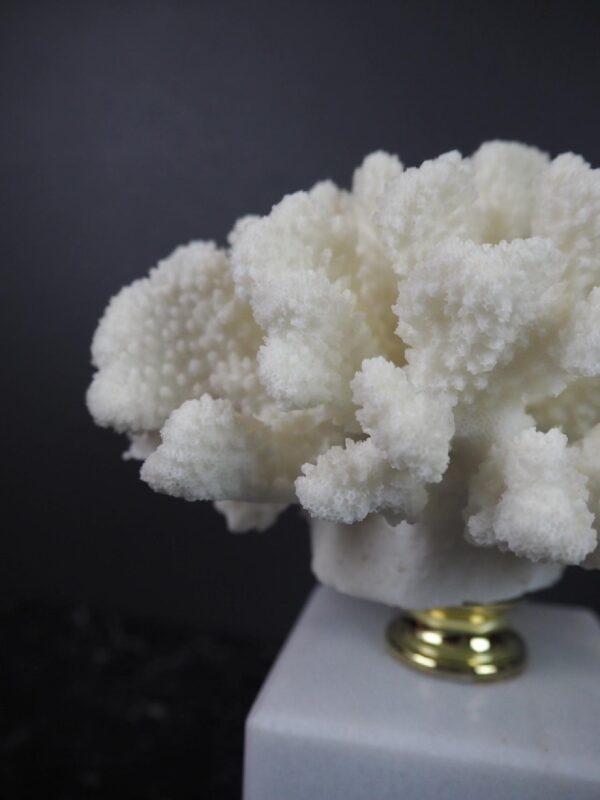 Coral Table Piece w Marble Can - Image 2