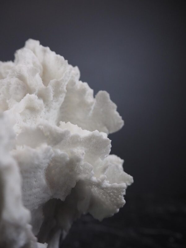 The Postiano Coral - Image 4