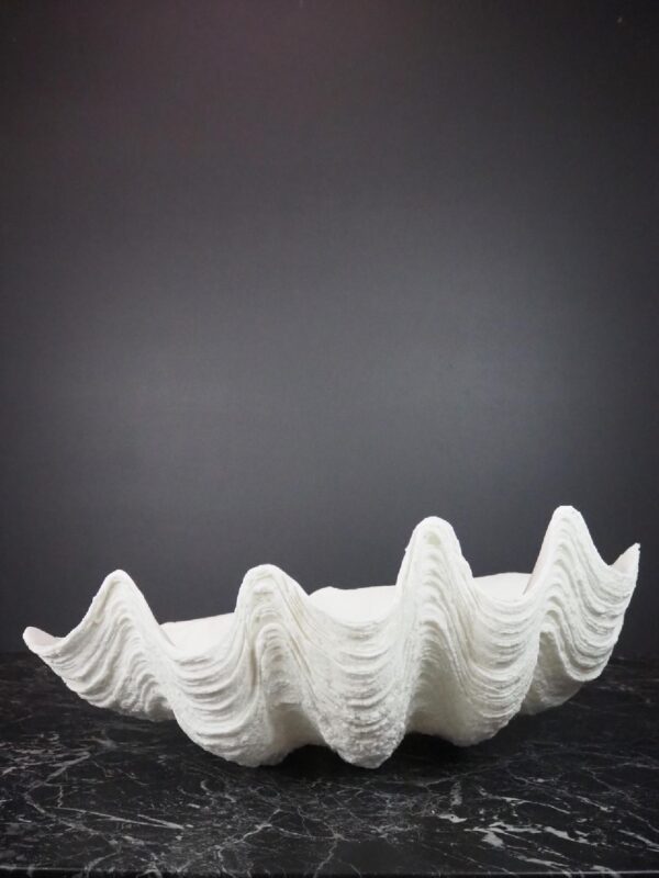 The Puerto Galera clam shell
