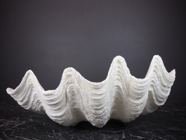 The Puerto Galera clam shell - Image 2