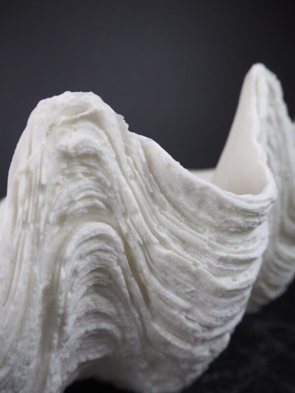 The Puerto Galera clam shell - Image 3