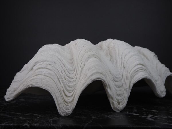 The Puerto Galera clam shell - Image 5