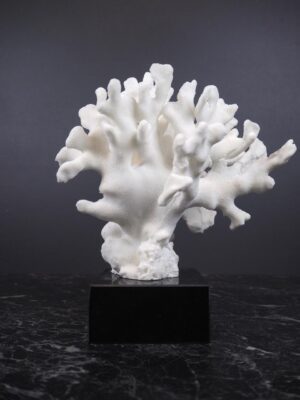 The Pacifico coral