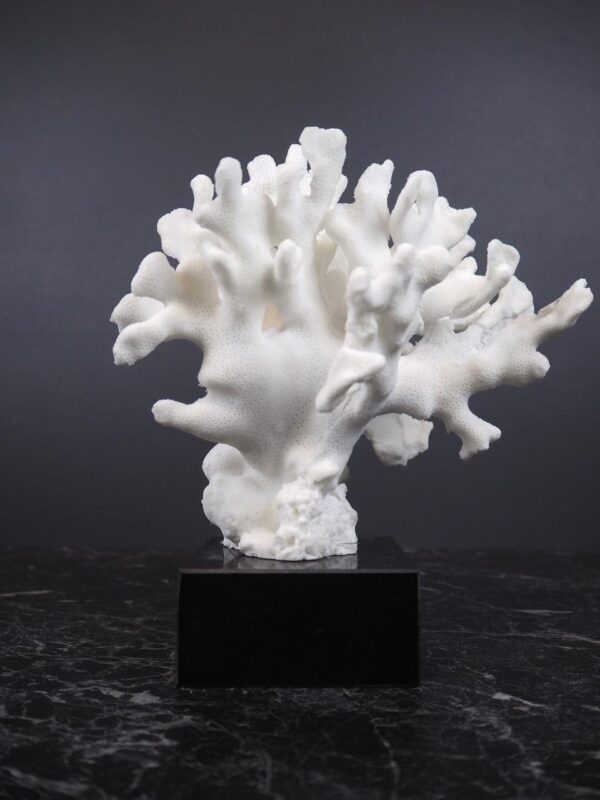 The Pacifico coral