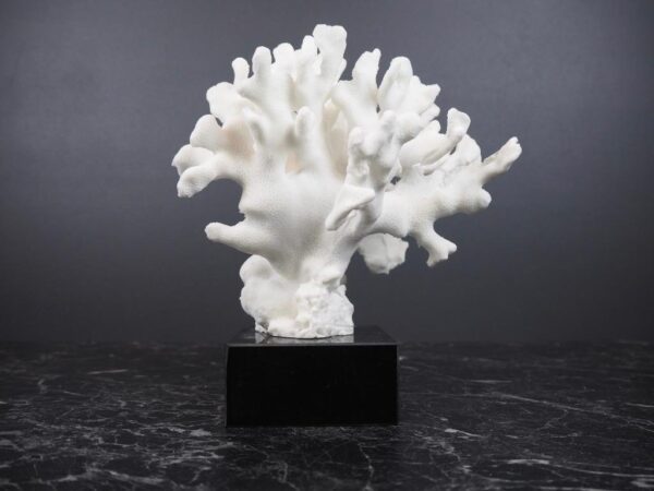 The Pacifico coral - Image 2