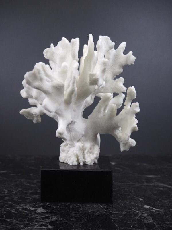 The Pacifico coral - Image 3