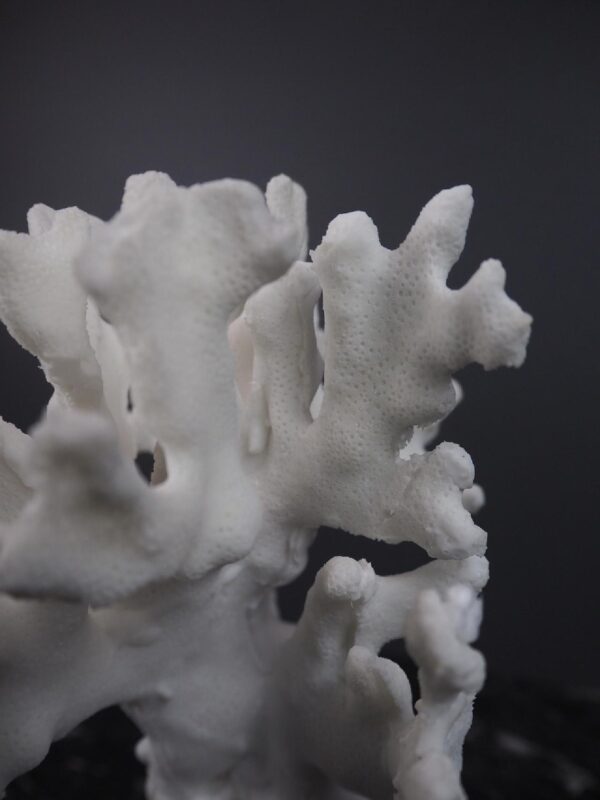 The Pacifico coral - Image 4