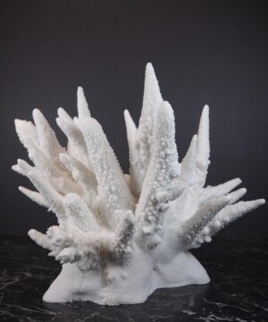 The Amalfi Spike Coral