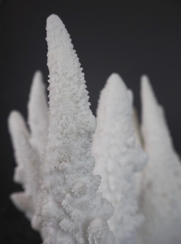 The Amalfi Spike Coral - Image 3