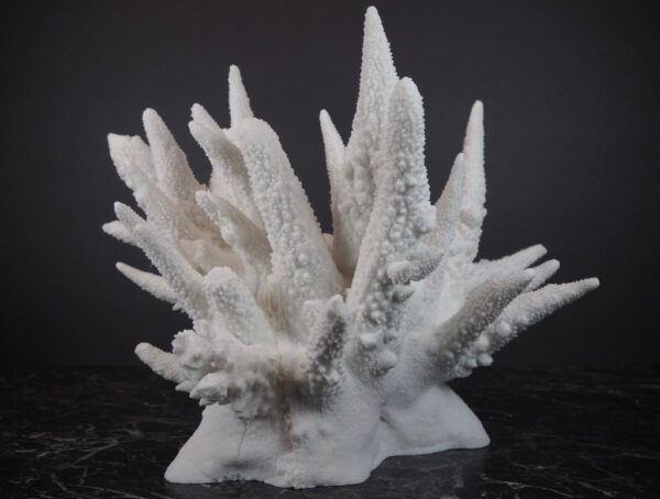 The Amalfi Spike Coral - Image 4