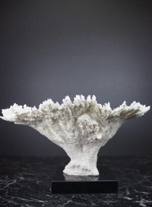 The Calypso Coral