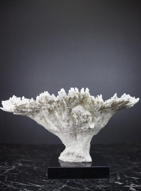 The Calypso Coral