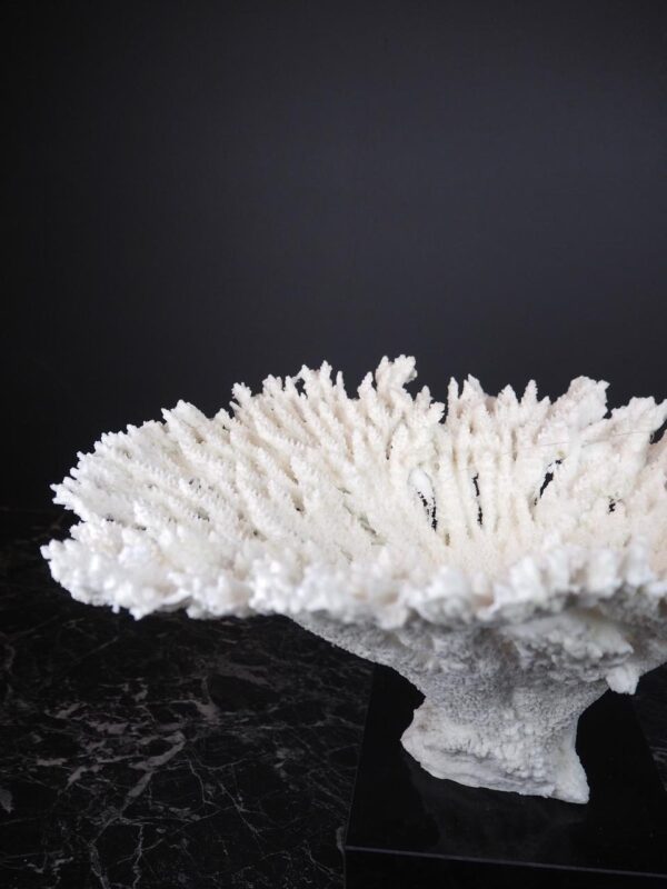 The Calypso Coral - Image 2