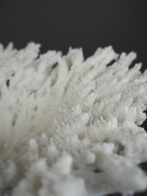 The Calypso Coral - Image 3