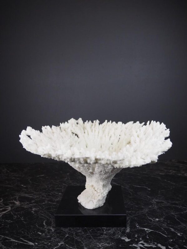 The Calypso Coral - Image 4
