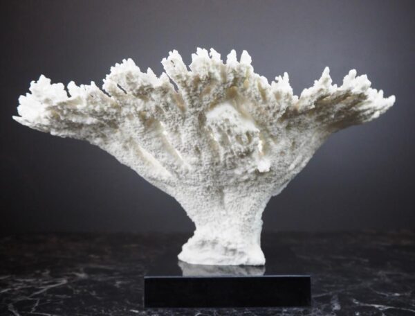 The Calypso Coral - Image 5
