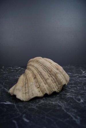Faux Clam Shell Bowl