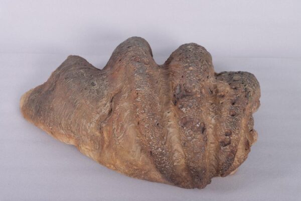 Laguna Faux Clam Shell Bowl - Image 3