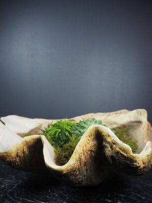 Laguna Faux Clam Shell Bowl