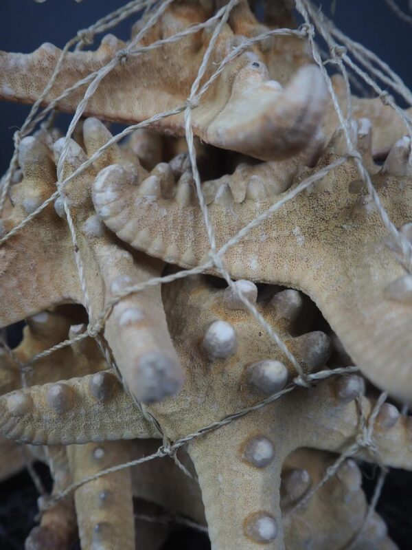 Lambis Shell in Acetate Tube - Image 2