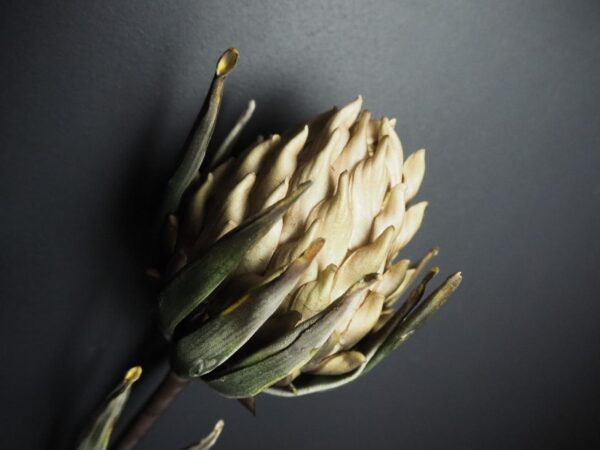 Flower - Image 2