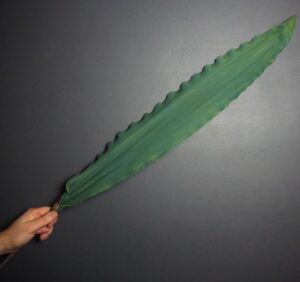 Leaf