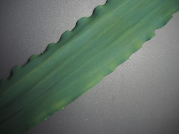 Leaf - Image 2