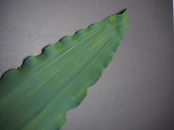Leaf - Image 3