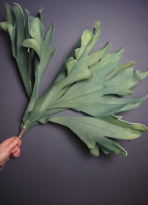 Leaf