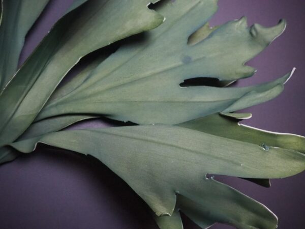 Leaf - Image 2