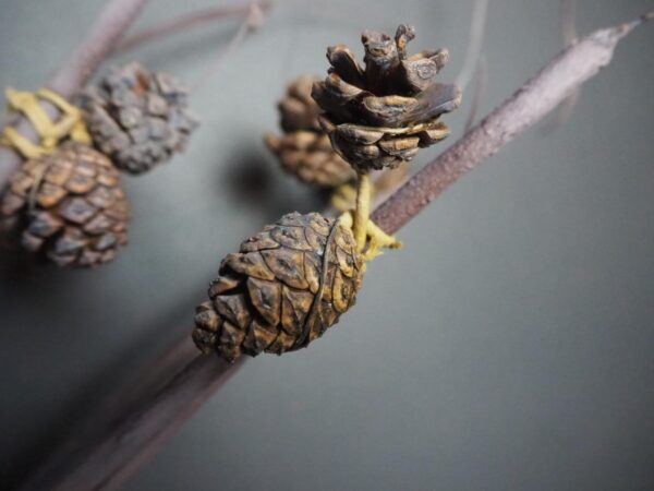 Branch - Image 2